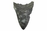 Serrated, Fossil Megalodon Tooth - South Carolina #356842-1